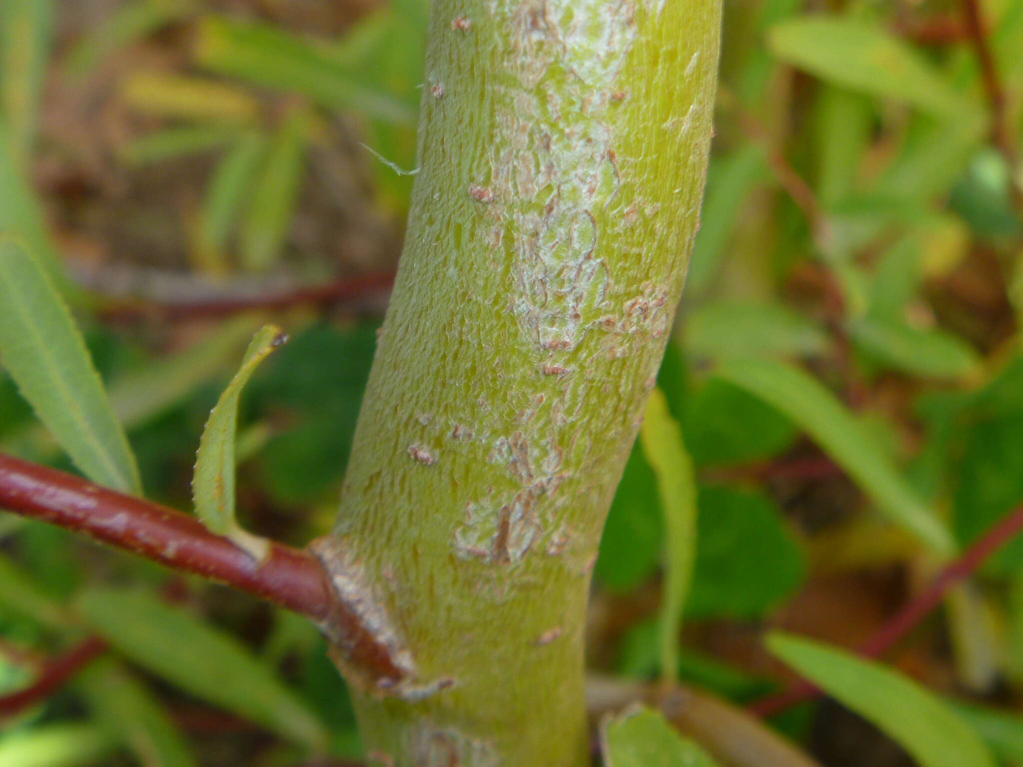 Plancia ëd Salix babylonica L.