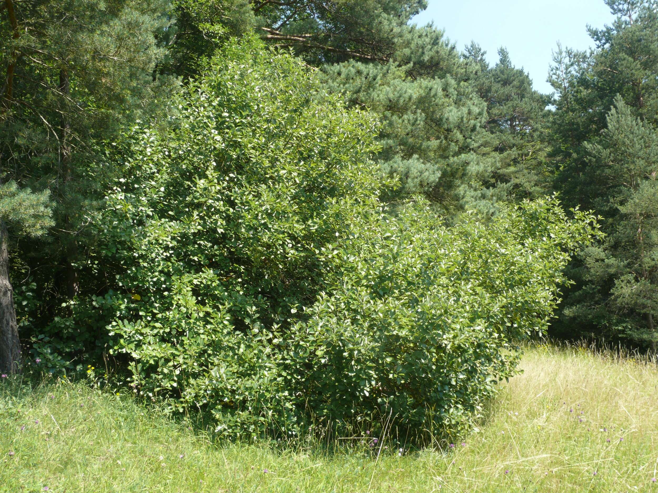 Image de Karpatiosorbus franconica (Bornm. ex Düll) Sennikov & Kurtto