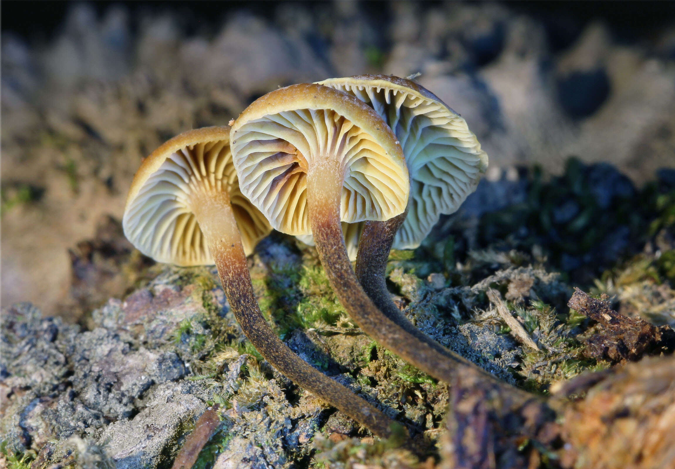 Xeromphalina brunneola O. K. Mill. 1968 resmi