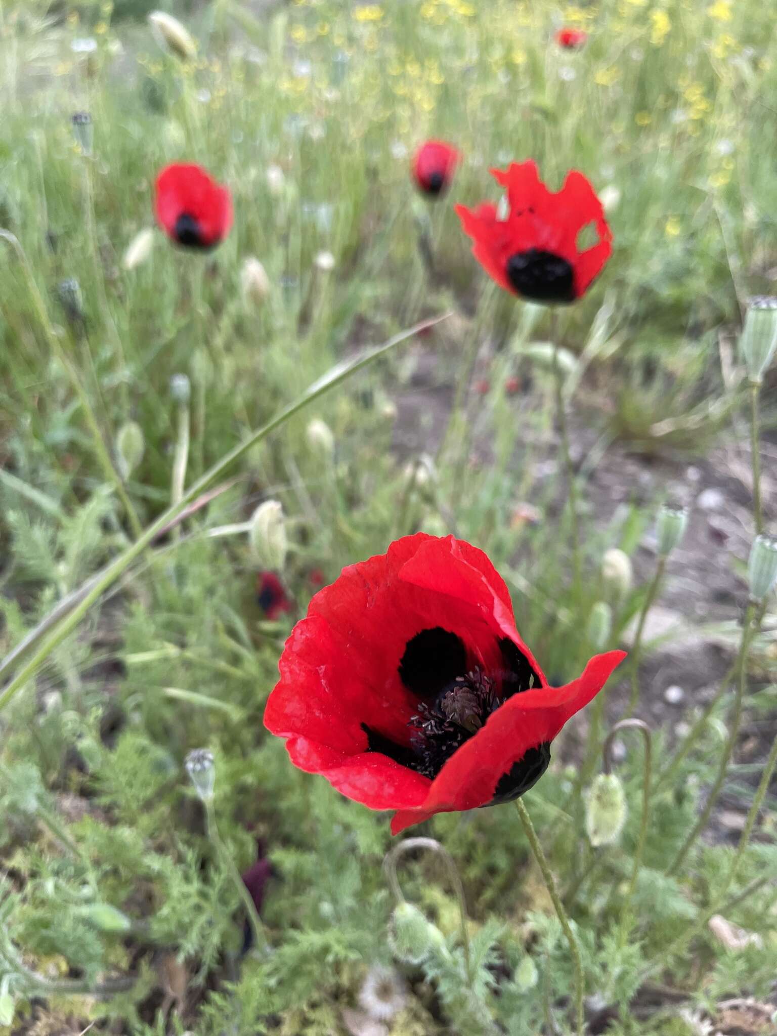 Image of Papaver arenarium M. Bieb.