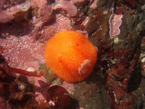 Image of Orange-peel doris