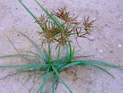 Image of nutgrass