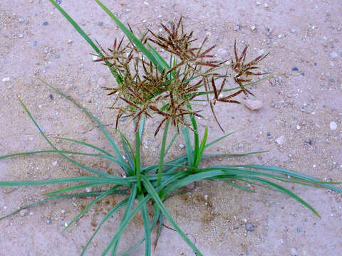 Image of nutgrass