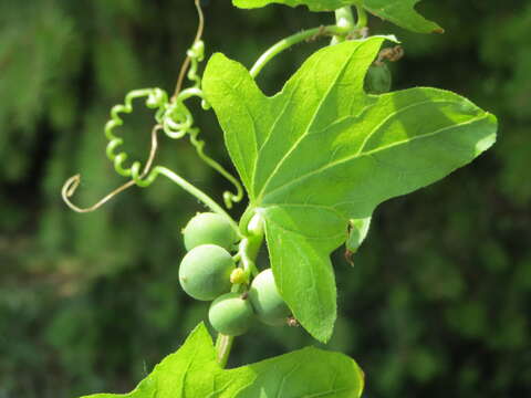 Image of Cretan bryony