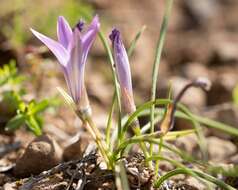 Image of Romulea ligustica Parl.