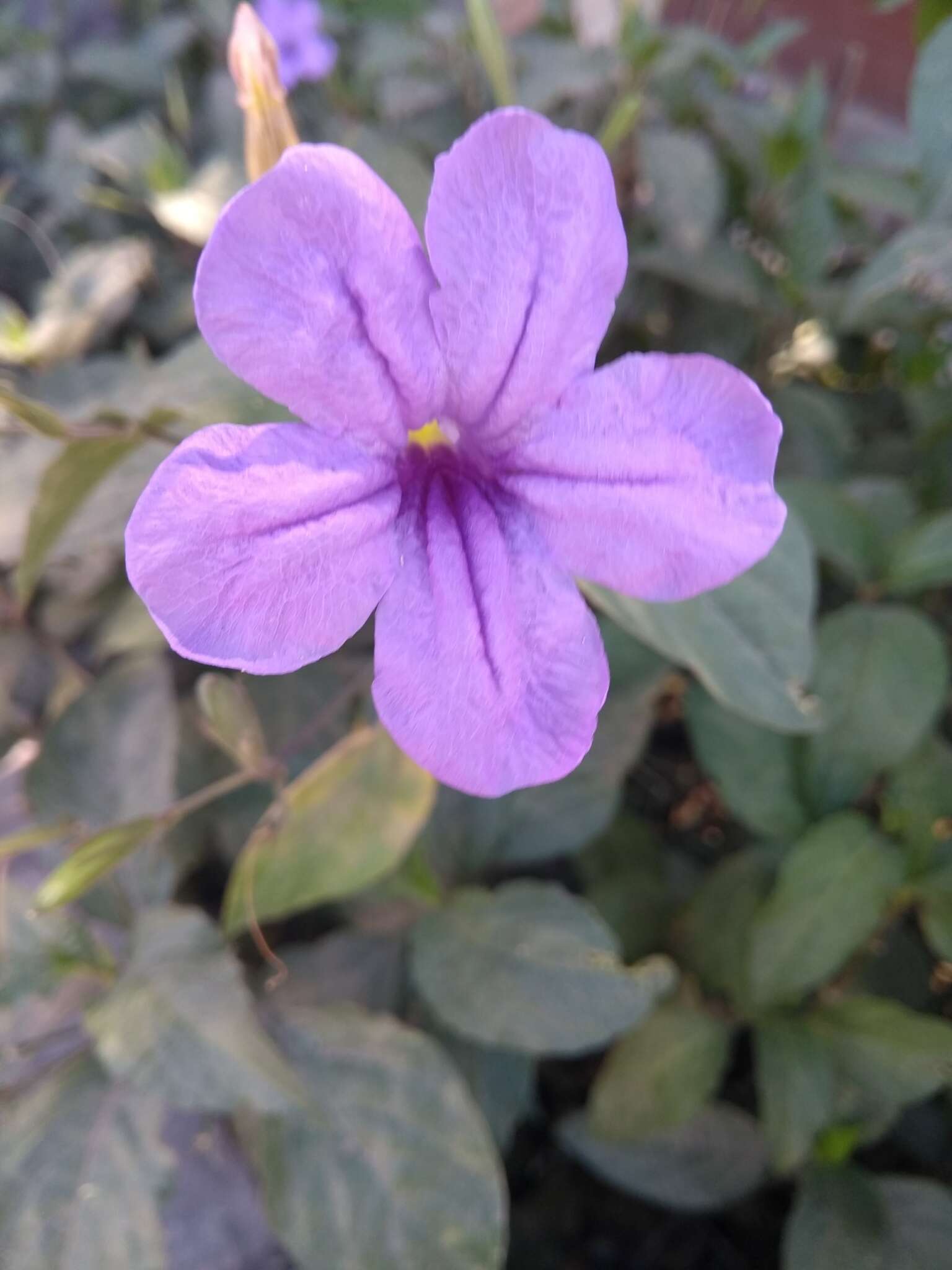 Image of Ruellia jimulcensis J. A. Villarreal Q.