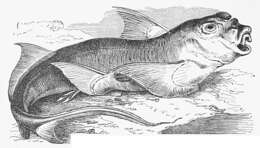 Imagem de Chimaera monstrosa Linnaeus 1758