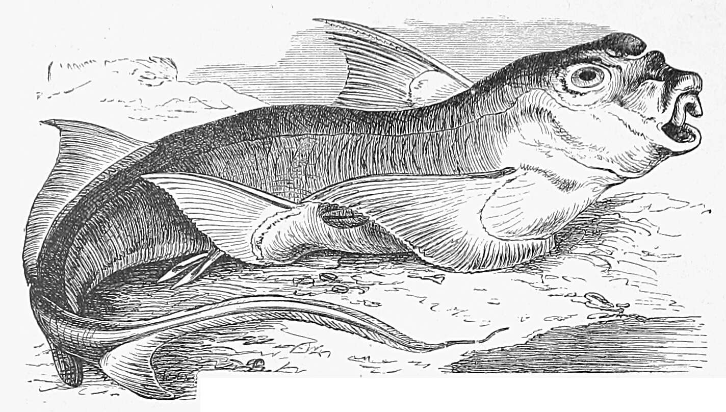 Image of Rabbitfish