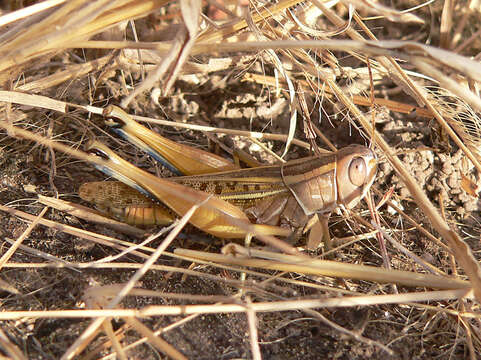 Cataloipus cymbiferus (Krauss 1877)的圖片