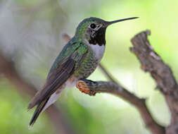 Image of Broad-tailed Hummingbird