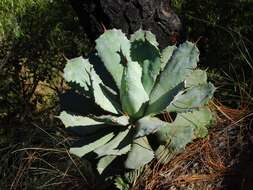 Plancia ëd Agave guadalajarana Trel.