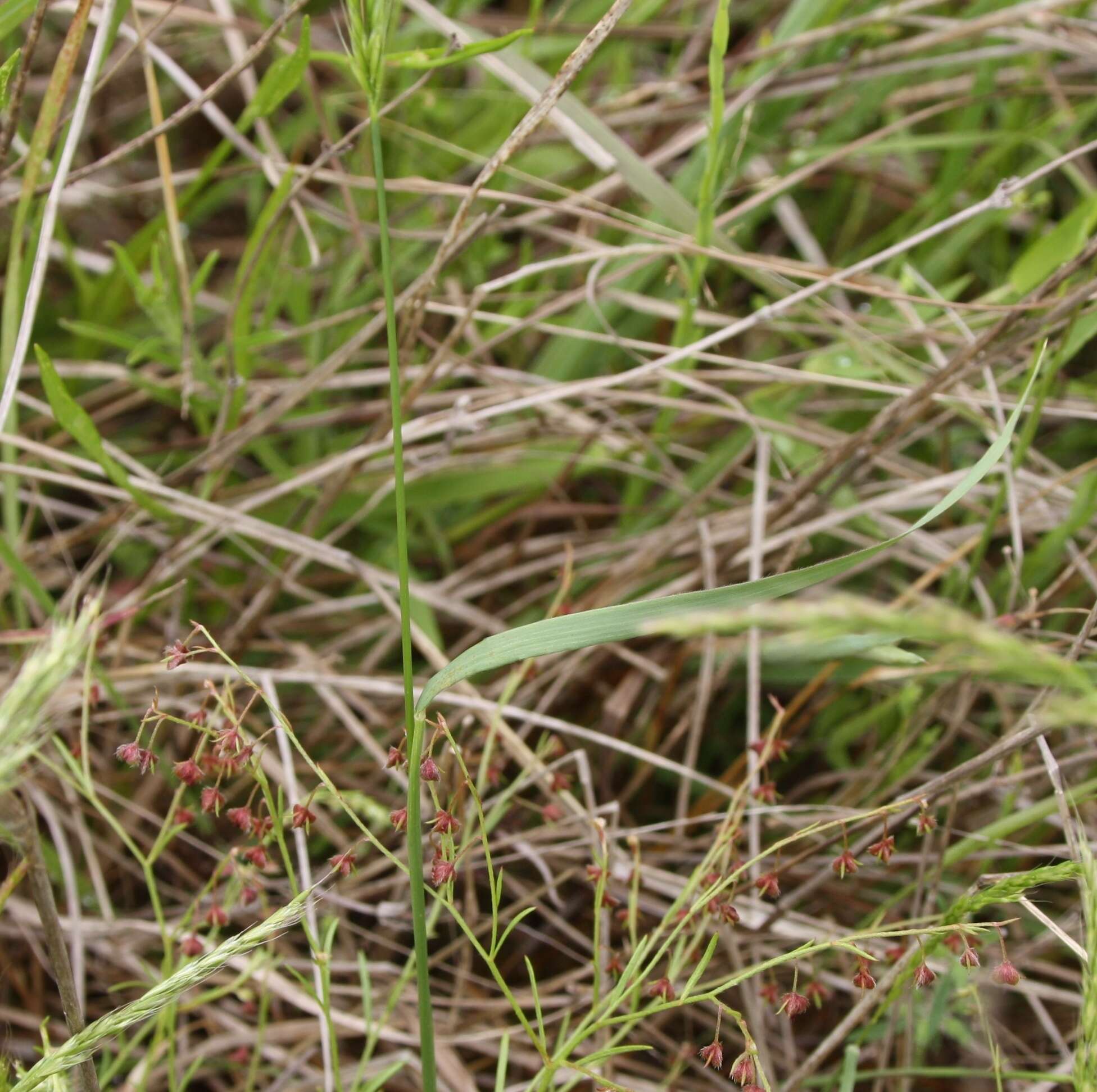 Image of Ozark grass