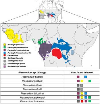 <span class="translation_missing" title="translation missing: en.medium.untitled.map_image_of, page_name: Plasmodium falciparum">Map Image Of</span>