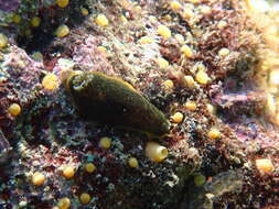 Image of Dendrodoris limbata (Cuvier 1804)