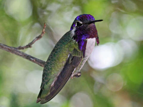 Imagem de Calypte Gould 1856