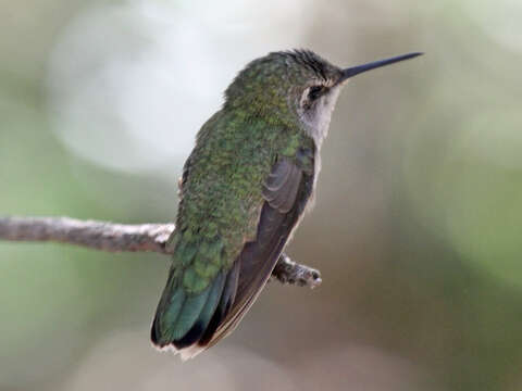 Imagem de Calypte Gould 1856