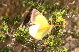 Image of Colias dimera Doubleday 1847