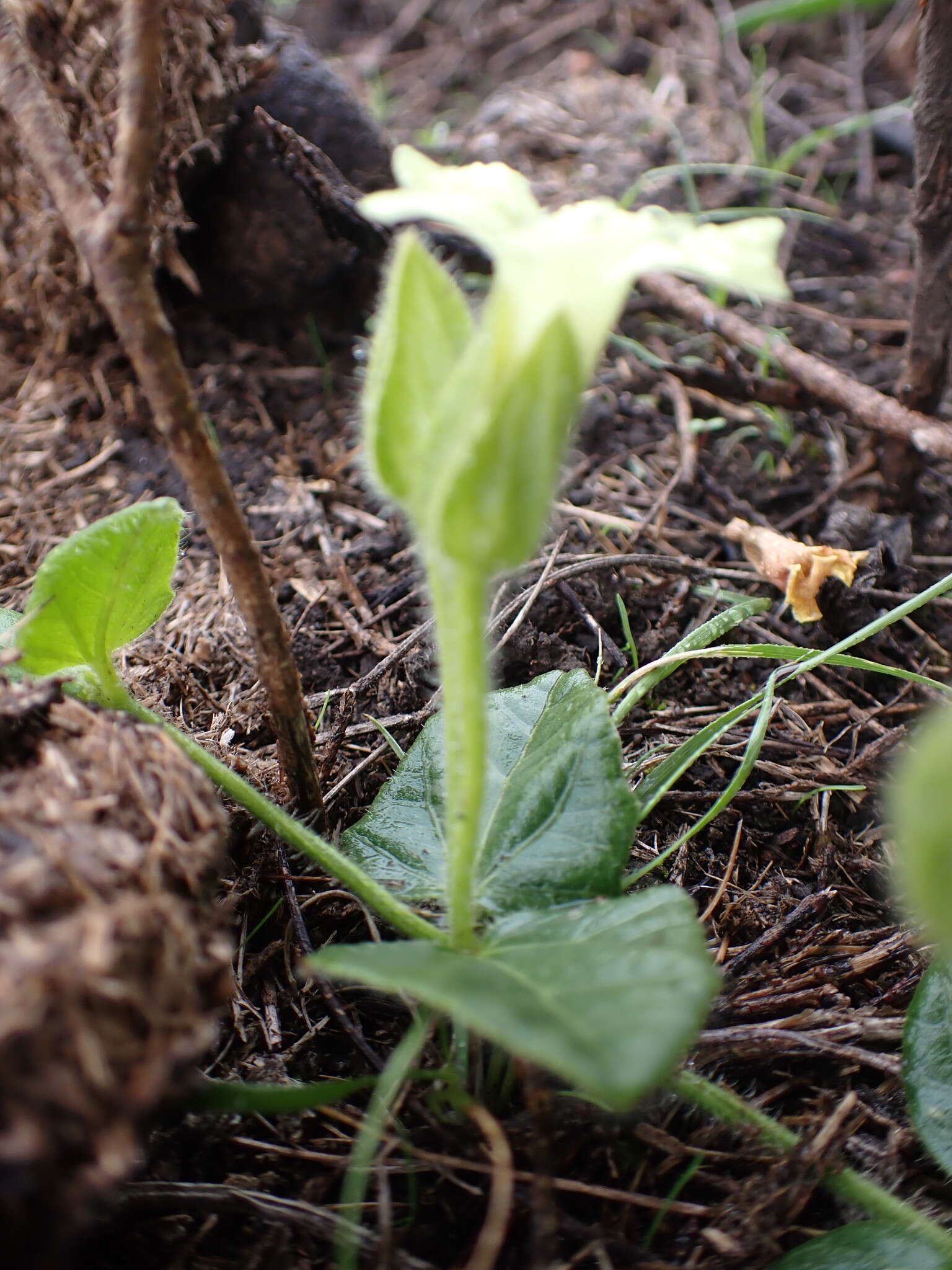 صورة Thunbergia capensis Rets.