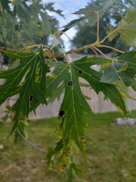 Image of Rhytisma americanum Hudler & Banik 1998