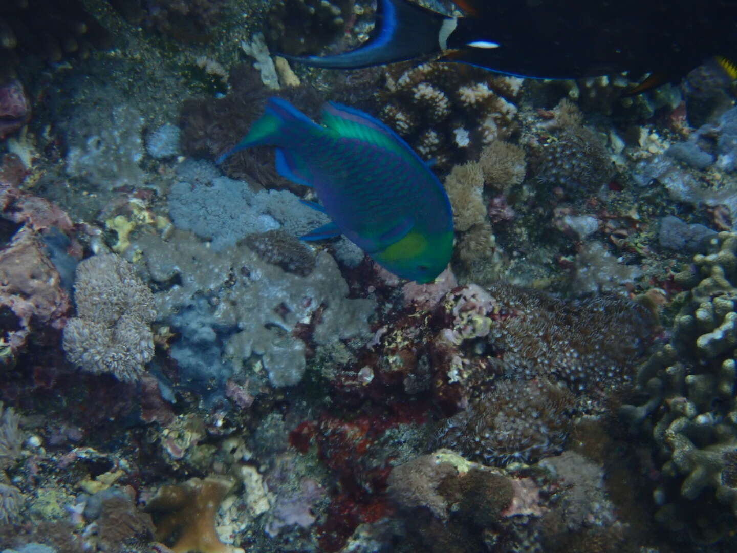 Image of Greensnout parrotfish