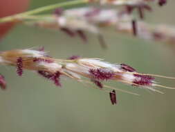 Imagem de Miscanthus junceus (Stapf) Pilg.