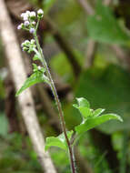 Image of tropical whiteweed