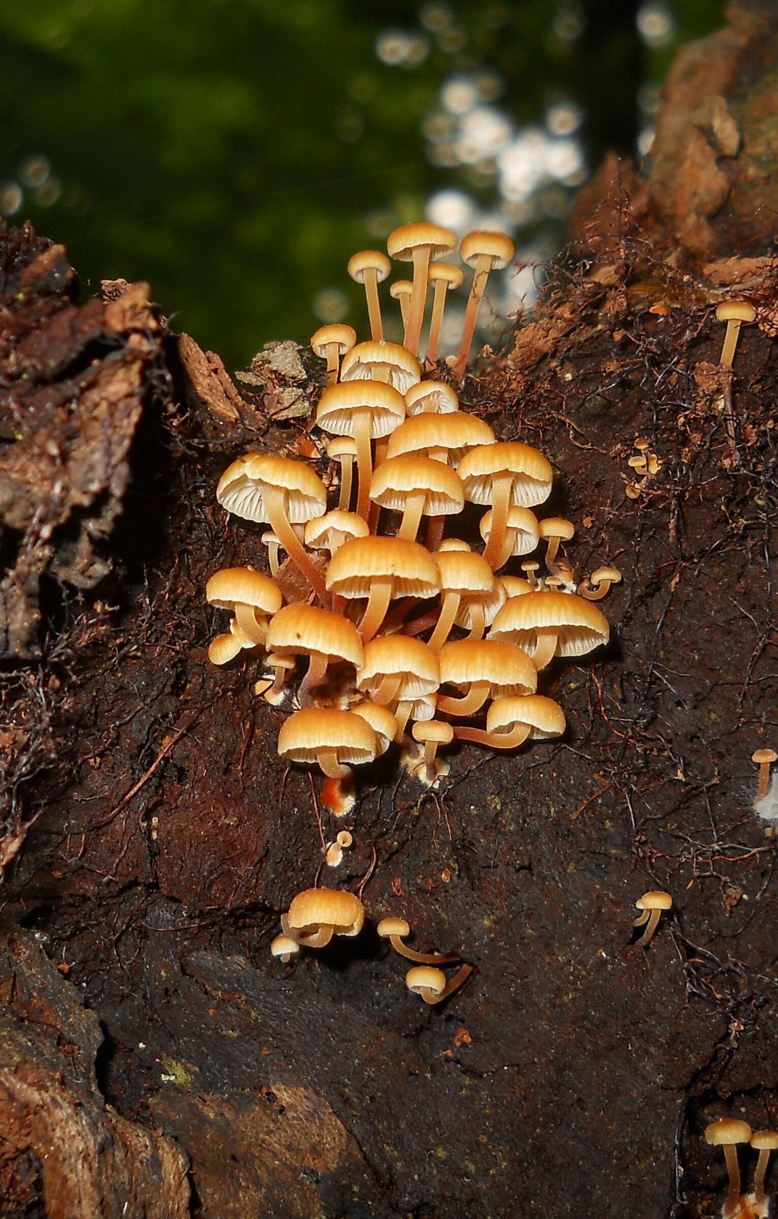 Image of Xeromphalina kauffmanii A. H. Sm. 1953