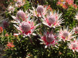 Image of Leucadendron radiatum Phillips & Hutchinson