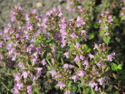 Слика од Thymus serpyllum L.