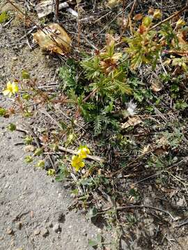 Image of Potentilla conferta Bunge