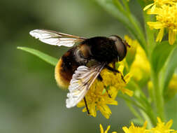 Imagem de Eristalis intricaria (Linnaeus 1758)