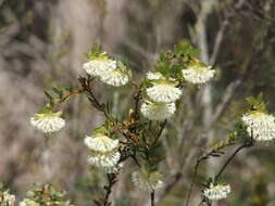 Image of Pimelea lehmanniana Meissn.