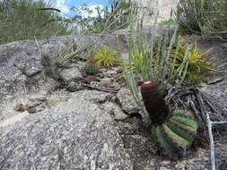 Melocactus ernestii Vaupel resmi