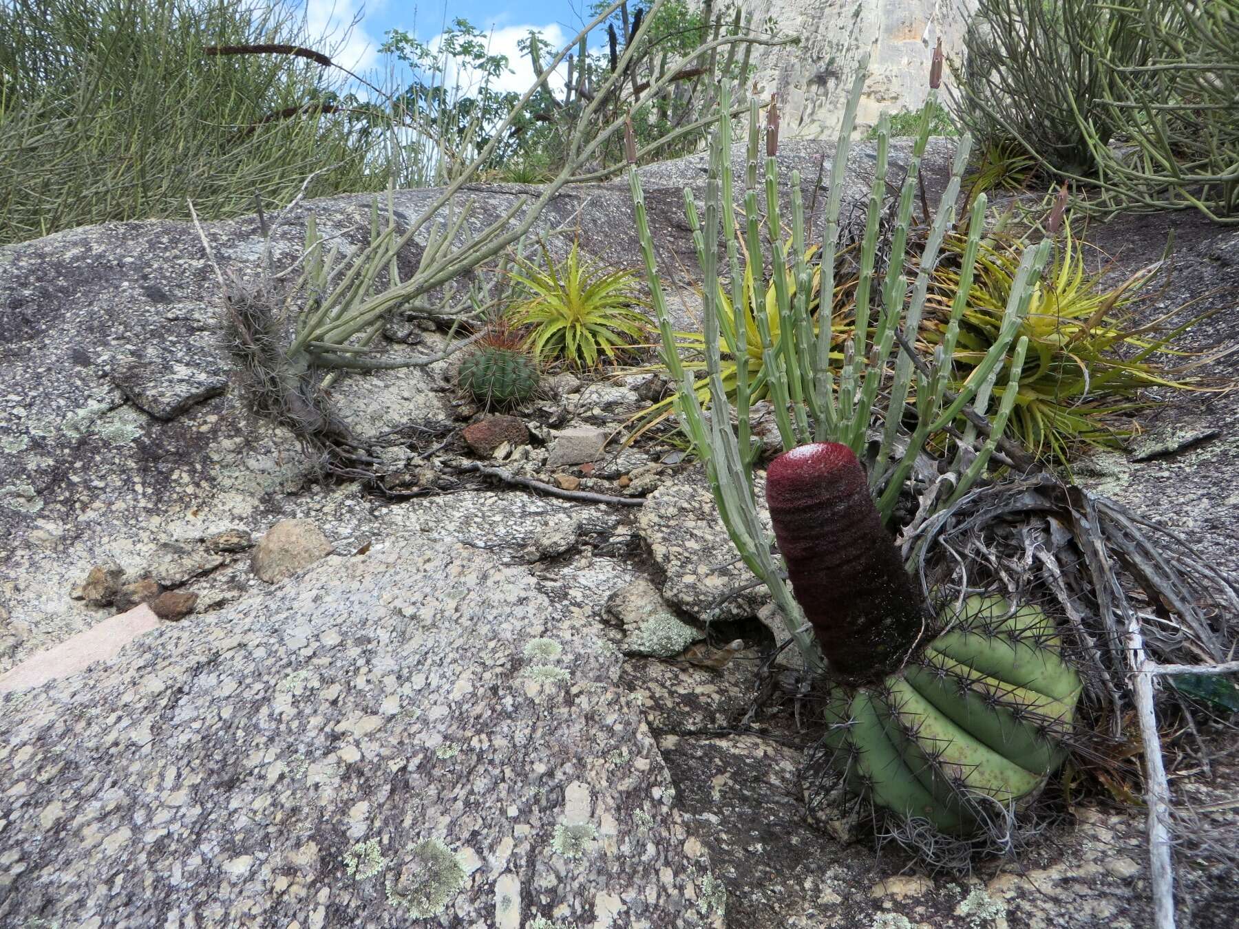 Image of Melocactus ernestii Vaupel