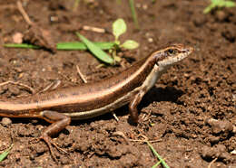 Image of Dussumier's Forest Skink