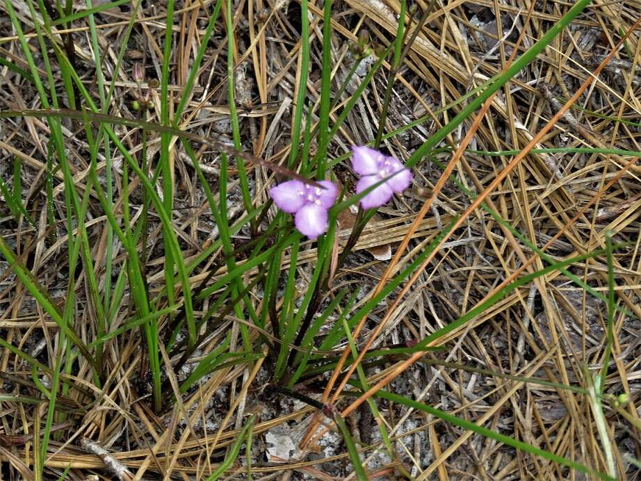 Image de Callisia graminea (Small) G. C. Tucker