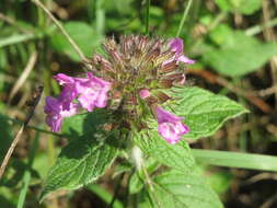 Image of wild basil