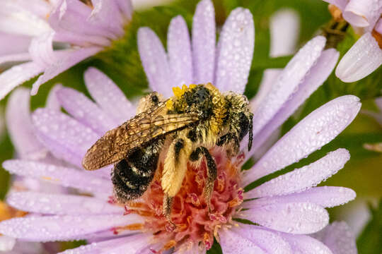 Image of Aster Andrena