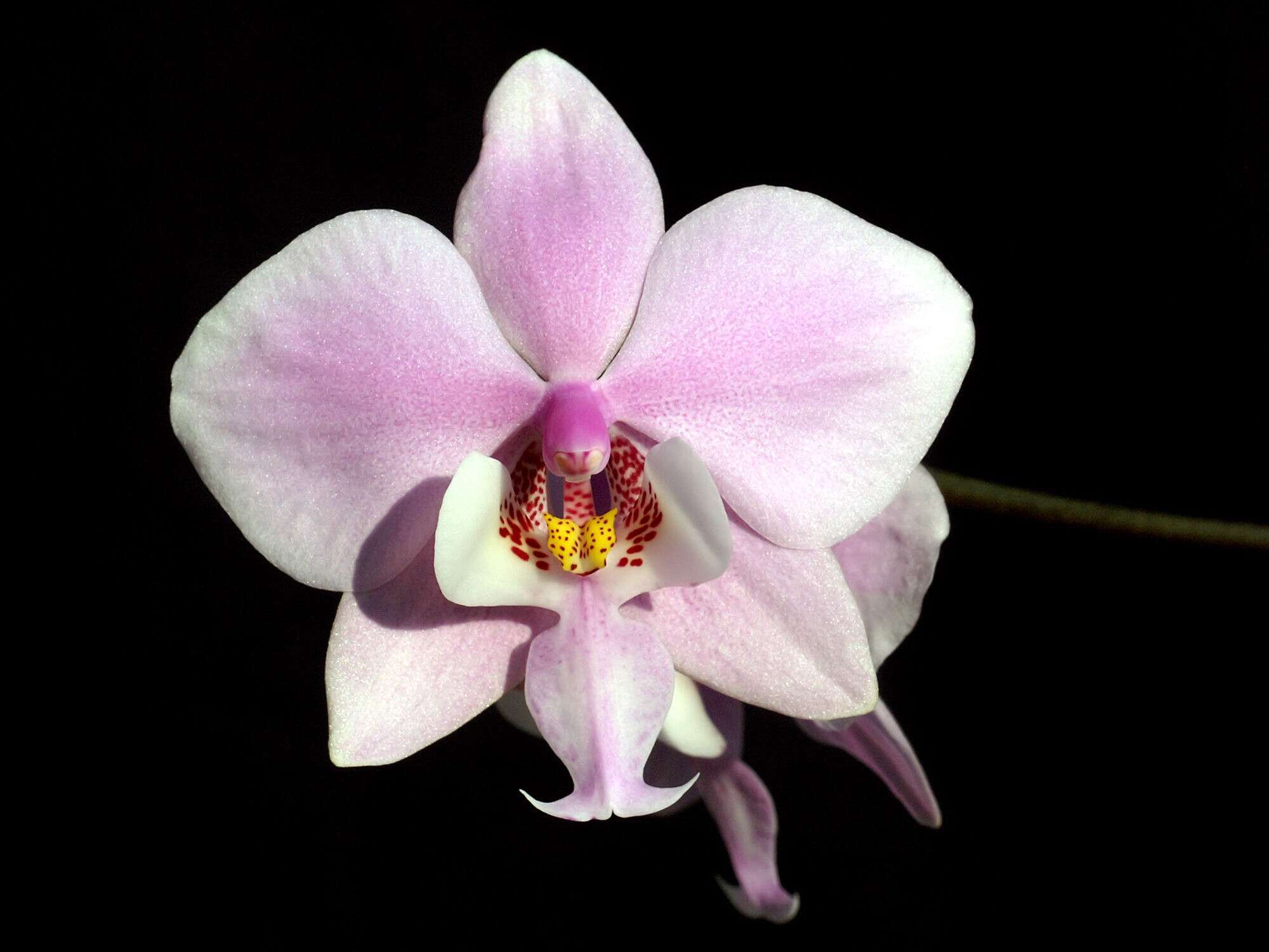 Image of Moth Orchid
