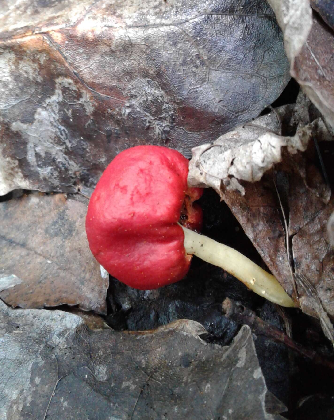 Sivun Leratiomyces erythrocephalus (Tul. & C. Tul.) Beever & D. C. Park 2008 kuva