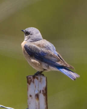 Image of Western Bluebird