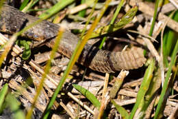 Image of Querétaro dusky rattlesnake