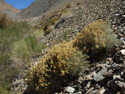 Image of shinyleaf sandpaper plant