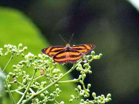 Imagem de Symbrenthia hippoclus Cramer 1782