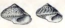 Image of Umbonium costatum (Kiener 1839)