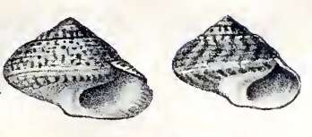 Image of Umbonium costatum (Kiener 1839)