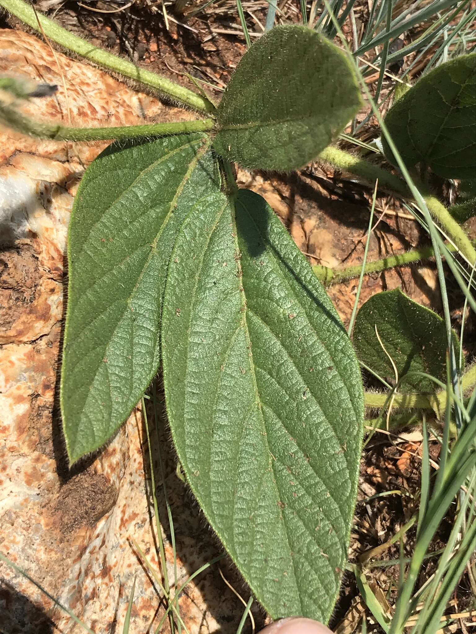 Image of Eriosema cordatum E. Mey.