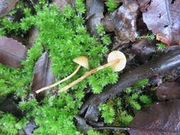 Image of Lepiota calcarata (E. Horak) E. Horak 1980