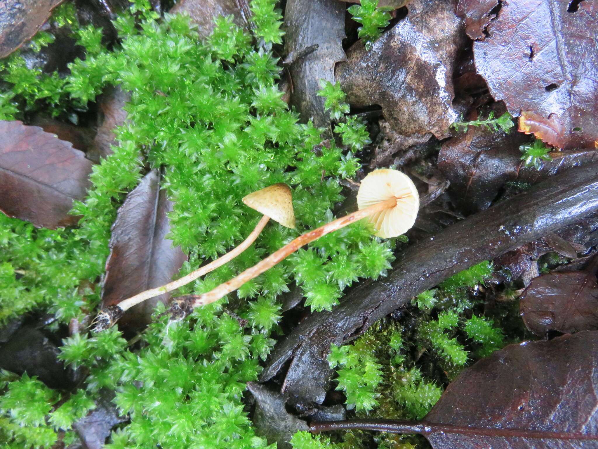 Image de Lepiota calcarata (E. Horak) E. Horak 1980