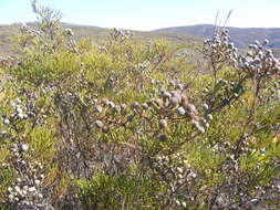 Image of Brunia noduliflora P Goldblatt & J. C. Manning